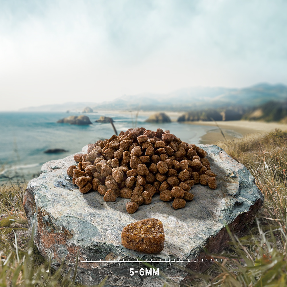 2024_09_purizon_cat_idcard_kibbles_kitten_1000x1000_int_9