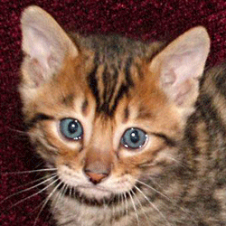 Toyger kitten