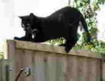 Zwarte kat op een schutting