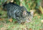 Cyperse kat sluipt door het gras