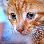 Snorharen bij een rode cyperse kat