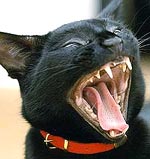 Gapende zwarte kat