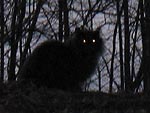 Silhouet van een kat in het donker