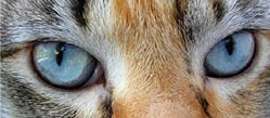 Blauwe kattenogen