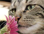Kat ruikt aan een bloem