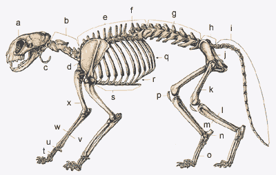 Skelet van de kat