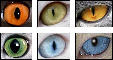 Kattenoogkleuren
