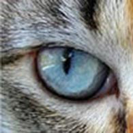 loyaliteit visueel entiteit Ogen van de kat - De Kattensite