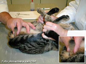 De castratie van een kater: de kat wordt op zijn rug gelegd.