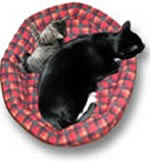 Volwassen kat en kitten in een mandje