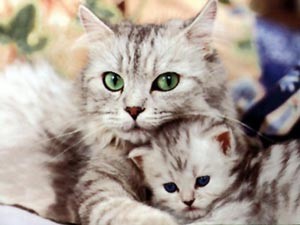 Moederpoes met kitten