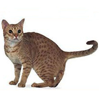 Kattenras Ocicat