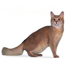 Kattenras Somali