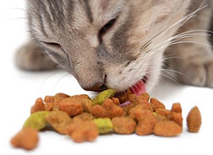 Kat eet droogvoer