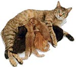 Moederpoes met zogende kittens