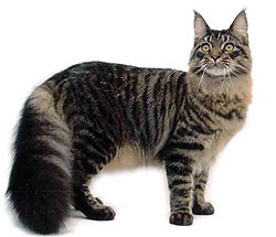 Maine Coon