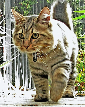 American Bobtail