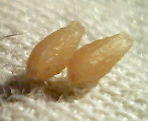 Uitgedroogde lintworm segmenten