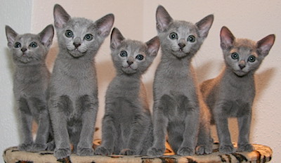 Blauwe Rus kittens