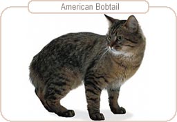 American Bobtail