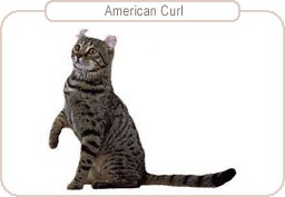 American Curl