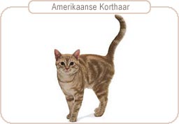 Amerikaanse Korthaar