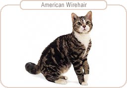 American Wirehair