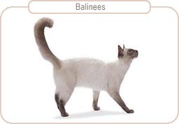 Balinees