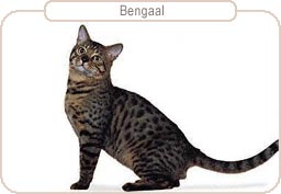 Bengaal