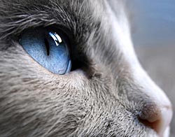Blauw kattenoog