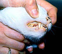 Bleek tandvlees bij een kat met bloedarmoede