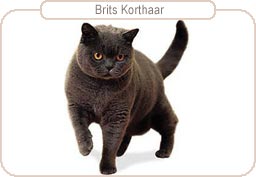 Brits Korthaar