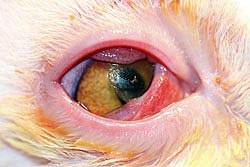 Conjunctivitis of oogslijmvliesontsteking bij de kat