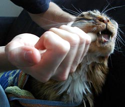 Dwangvoeren van Linus, een Maine Coon met nierproblemen