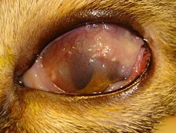 Hoornvliesproblemen: keratitis bij de kat