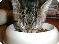 Kitten eet droogvoer