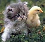 Interferon is diersoortspecifiek - kitten en kuiken