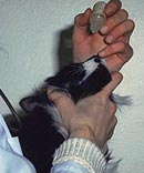 Interferon bij neusholte infectie bij de kat