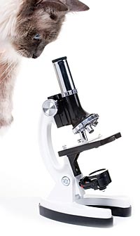 Kat kijkt door microscoop