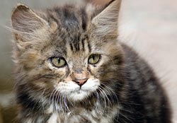 suge Plakater gennemskueligt Kattenaids / FIV - De Kattensite