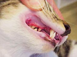 Kat met gingivitis
