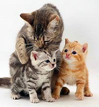 Moederpoes met kittens