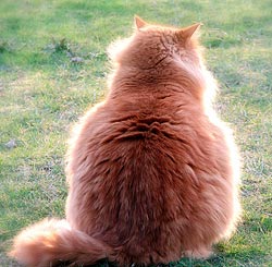 Langharige kat met overgewicht