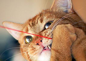 Kat speelt met touwtje