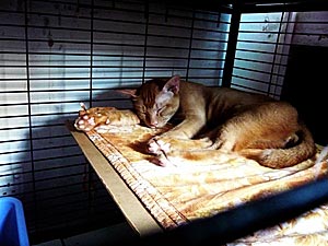 Kat in de uitslaapkooi na castratie