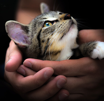 Kattenkopje in handen