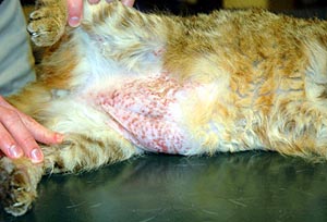 Allergie: Kat met miliaire dermatitis (korstvorming) op de buik