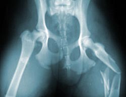 Röntgenfoto van botbreuk in een dijbeen van een hond