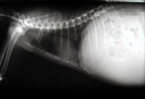 Röntgenfoto van een kat met FIP (vochtophoping)
