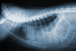 Röntgenfoto van een middenrifbreuk bij een kat